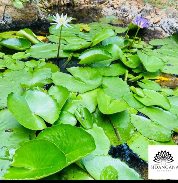 Sidhangana Home Stay Anuradhapura Eksteriør bilde